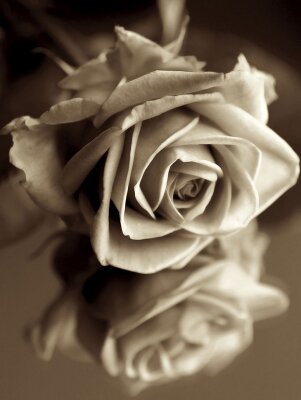 Винтажные фотообои Ретро роза
