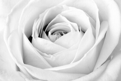 Фотообои для офиса Белая роза